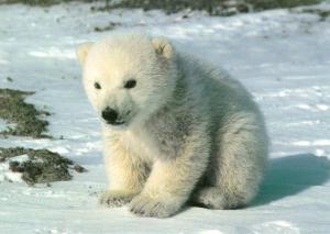 Cute-PolarBear-Cub-SittingOnSnow