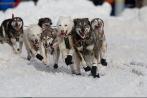 Iditarod Dogs Racing together