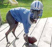 dog-in-football-uniform
