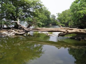 tree across river