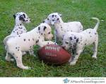 football dogs