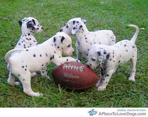 football dogs