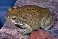 bufo alvarius