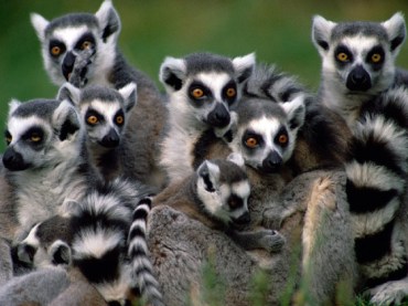 Can anyone tell me why no college sports teams are called the Lemurs?