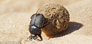 dung beetle