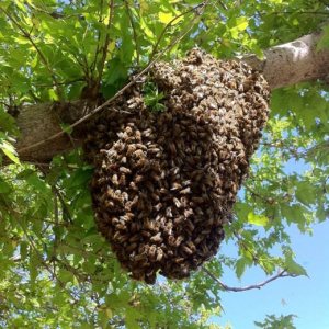 african bees
