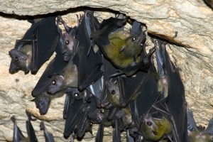 bats