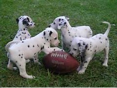 puppies with football