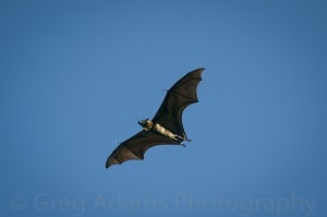 Flying Fox