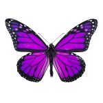 actual Purple Tigress butterfly