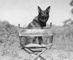 rin tin tin in chair